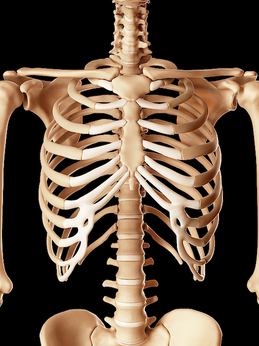 Human Ribcage Greeting Card for Sale by Sciepro