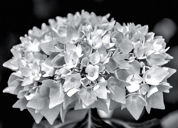 Hydrangea Black And White by Julie Chambers