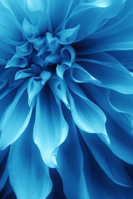 Ice Blue Dahlia Throw Pillow for Sale by Bruce Bley
