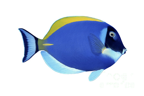 Illustration Of A Blue Surgeonfish by Carlyn Iverson