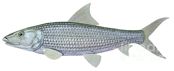 Illustration Of A Bonefish Albula by Carlyn Iverson