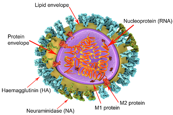 Influenza Virus Structure Greeting Card for Sale by Kateryna Kon ...