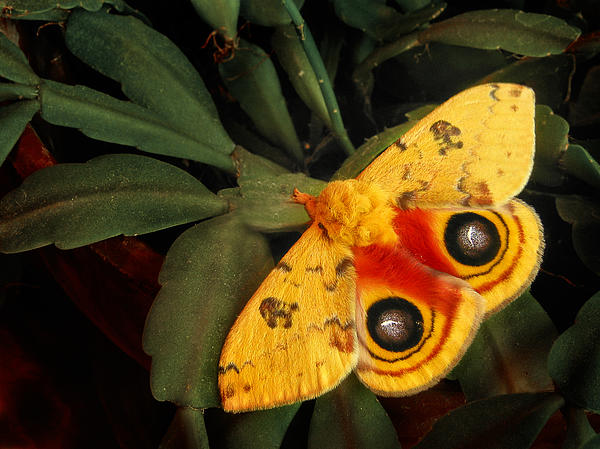 Sticker: IO Moth