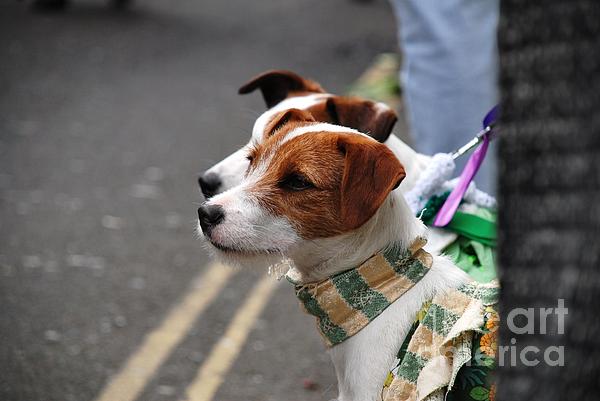 Jack Russell Terriers Photograph