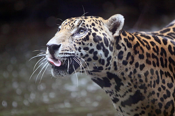 Shoal Hollingsworth - Jaguar Sticking Out Tongue