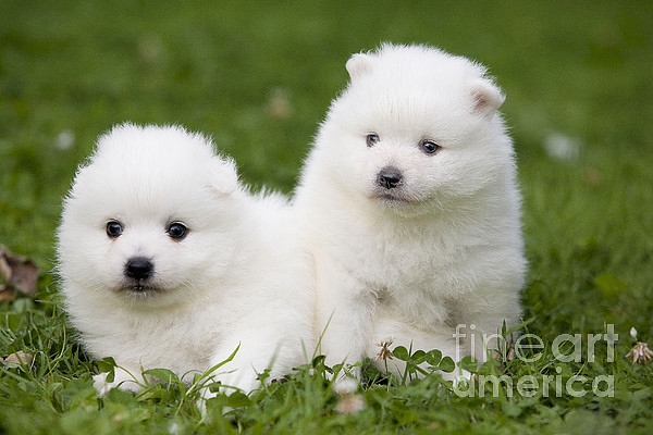 Japanese Spitz Puppies Puzzle For Sale By Jean Michel Labat
