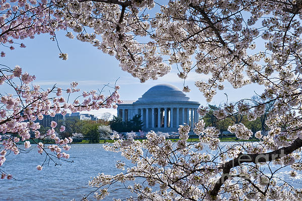 David Zanzinger - Jefferson Memorial Cherry Blossoms Spring Washington DC