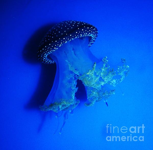 Marcus Dagan - Portrait Of An Australian Jellyfish In Blue