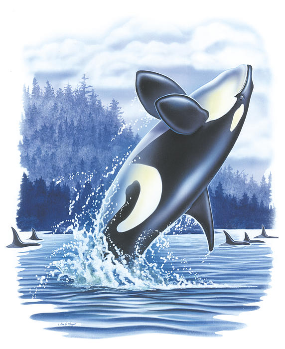 Jumping Orca Greeting Card by JQ Licensing