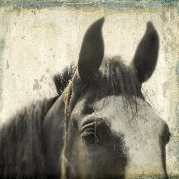 Gothicrow Images - Just A Horse