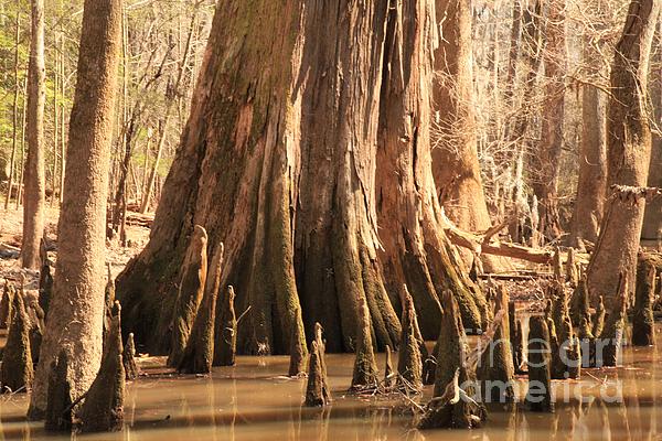 Swamp Forest Tapestry 