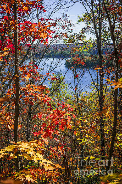Elena Elisseeva - Lake and autumn forest