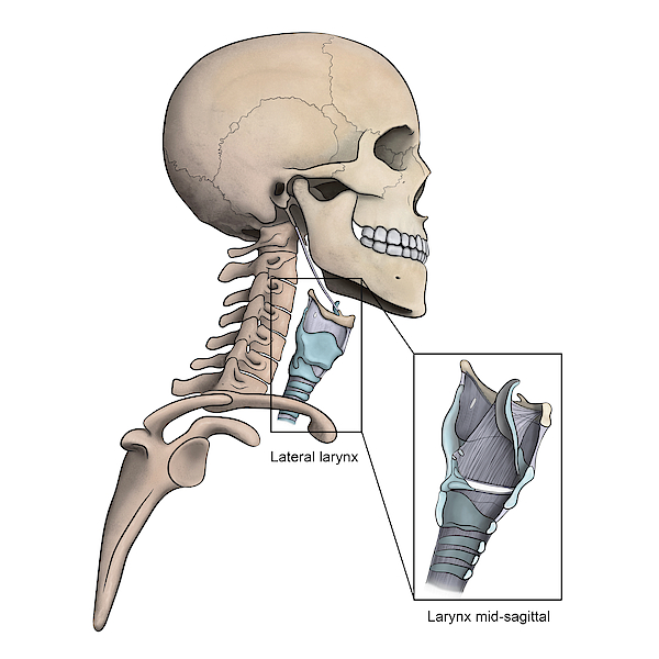 Lateral Larynx And Skeletal Anatomy Greeting Card By Alayna Guza 2774