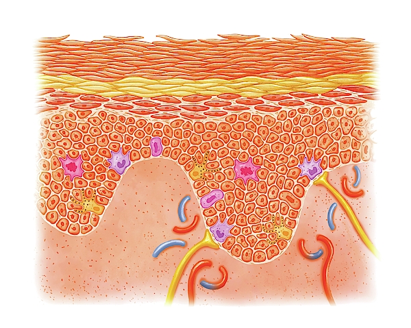 Layers And Cells Of Epidermis Greeting Card by Asklepios Medical Atlas