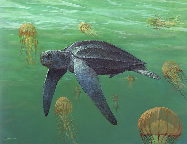 leatherback-sea-turtle-ace-