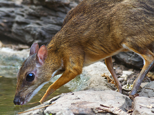 lesser mouse deer