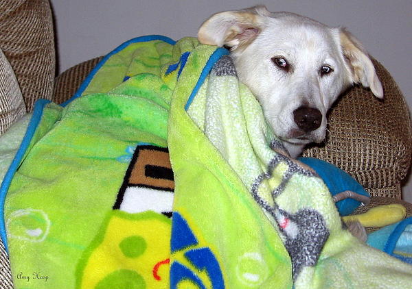 Liberty the Dog with Her SpongeBob Blanket Jigsaw Puzzle by Amy