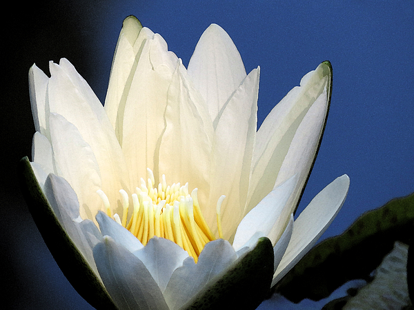 Flower Art