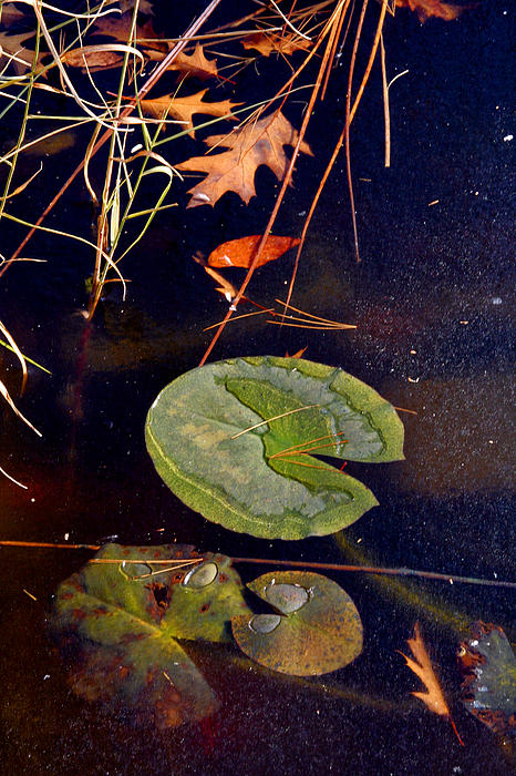 Christine Montague - Lily Pad On Ice in Pond