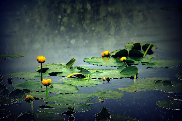 Dawna Morton - Lily Pads in the Rain at Vernonia Lake