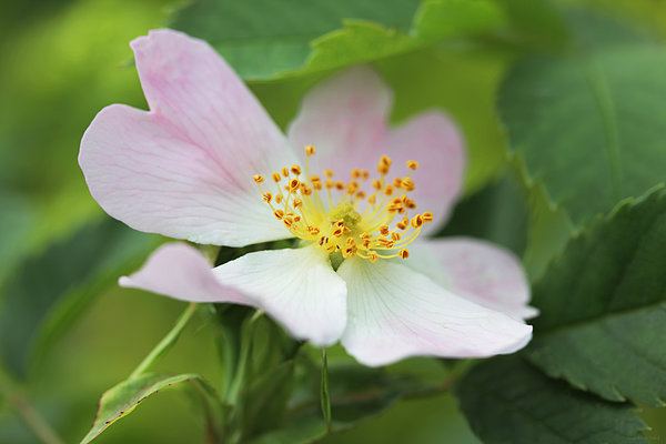 Jennie Marie Schell - Little Wild Pink Rose Flower