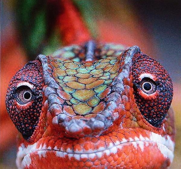 Lizard Face by Gunter Hortz