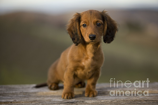 Long-haired Dachshund Puppy Greeting Card by Jean-Michel Labat