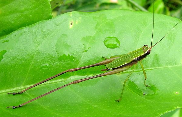 long legs stock photos - OFFSET