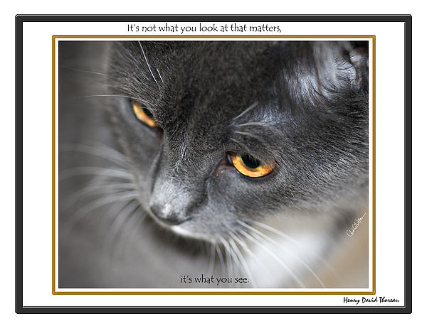 Cat Photographs