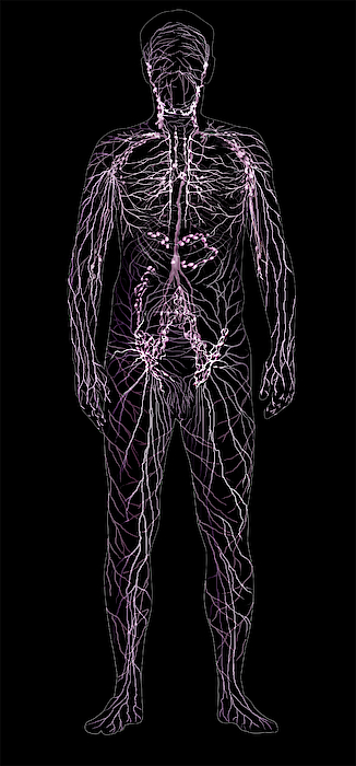 Lymphatic System, Male Figure Jigsaw Puzzle by Anatomical Travelogue ...