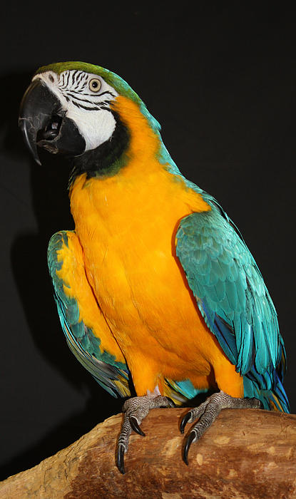 John Telfer - Macaw Hanging Out