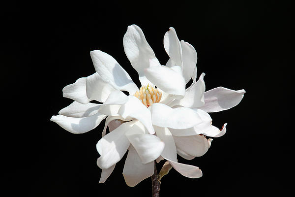 Trina  Ansel - Magnolia Blossom