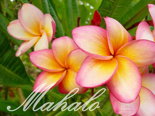 Hawaiian MAHALO Thank You CARD Set of 10 Pink & White Plumeria Flowers w/Water 