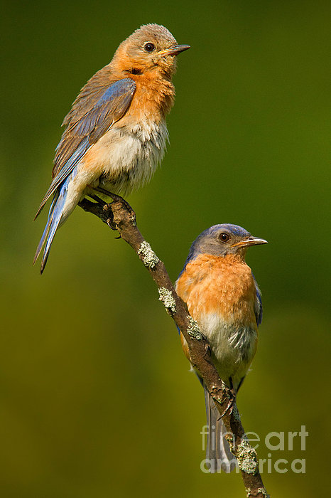 Jerry Fornarotto - Male and Female Bluebirds