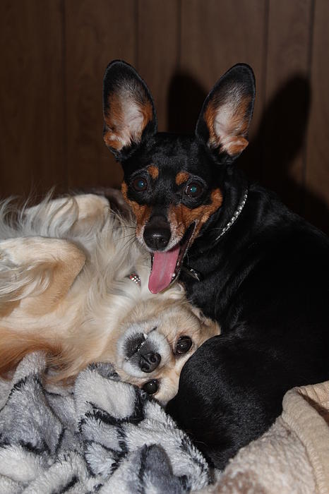 Dog Photographs