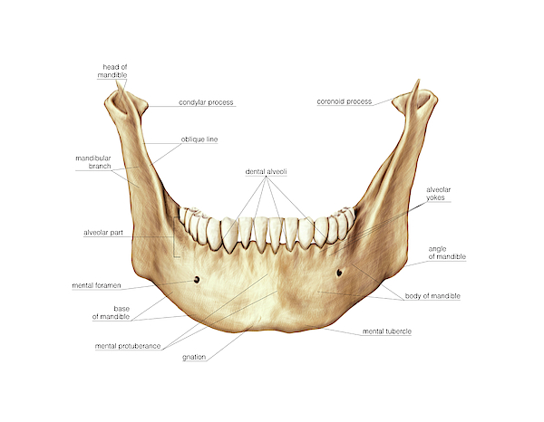 Mandible Greeting Card For Sale By Asklepios Medical Atlas 5950