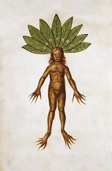 Mandrake Roots Stock Illustrations – 20 Mandrake Roots Stock