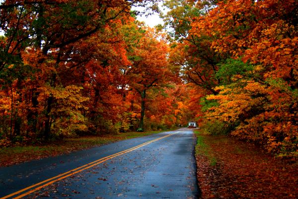 Maple Road Greeting Card for Sale by Valerie Fuqua