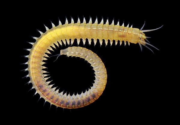 Marine worm, Nereis sp. Greeting Card for Sale by Science Photo Library