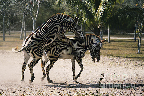 Mating Zebras Jigsaw Puzzle by Mark Newman - Fine Art America