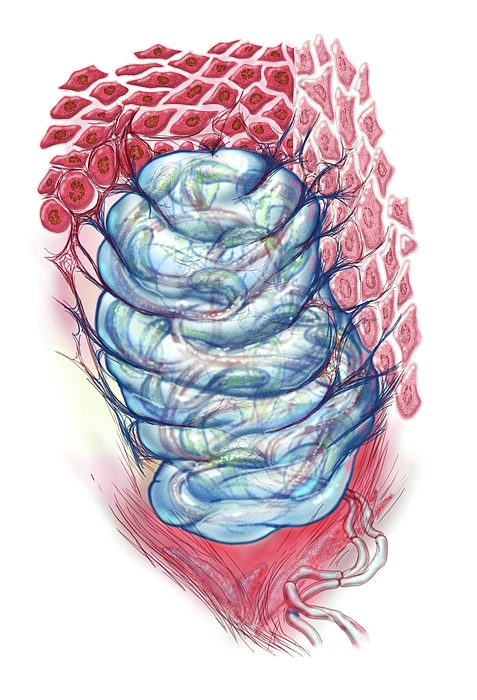 Meissner's Corpuscle Greeting Card for Sale by Bo Veisland/science ...