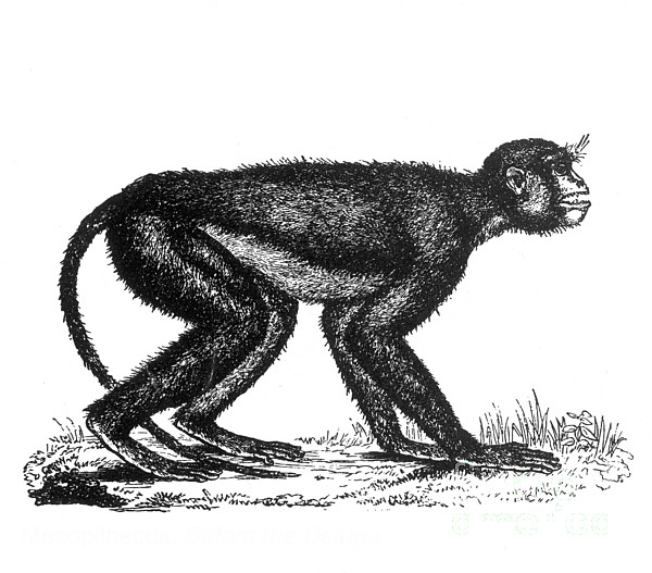 Mesopithecus Monkey Mesopithecus, Old World Monkey Jigsaw Puzzle by Science Source ...