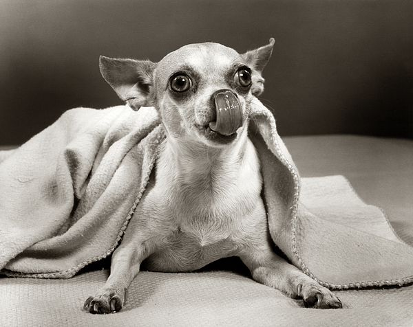 https://images.fineartamerica.com/images-medium-5/mexican-chihuahua-dog-under-blanket-animal-images.jpg