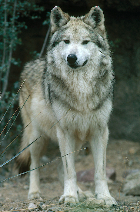 Mexican wolf online blanket