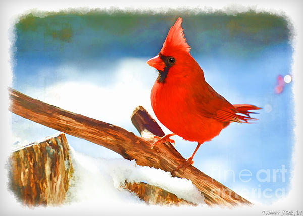 Saint Louis Cardinals - Vintage Paint