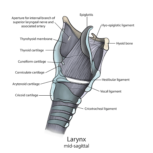 Mid Sagittal Larynx Anatomy Greeting Card By Alayna Guza 3130