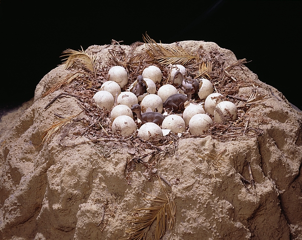 Pterodactyl Nest picture, by damianjenkins1 for: nest eggs photoshop  contest 