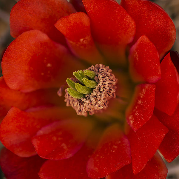 Lee Kirchhevel - Mojave Mound Cactus Closeup