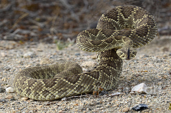 Bob Christopher - Mojave Green Rattlesnake Ready And Willing