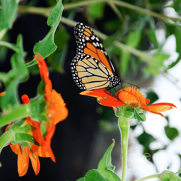 Monarch Butterfly On Orange Flower iPhone Case by Andee Design